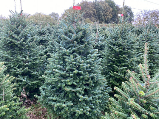 Premium Fraser Fir