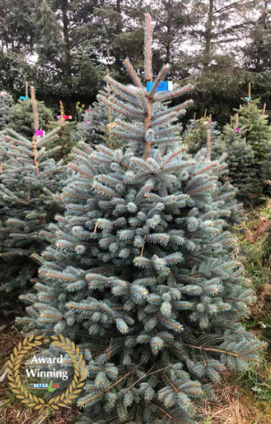 Premium Blue Spruce