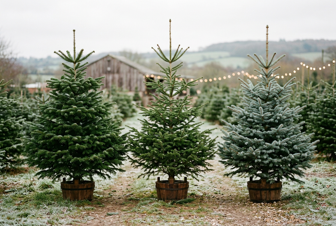 Which Christmas tree is right for you?