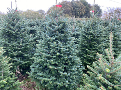 Premium Fraser Fir
