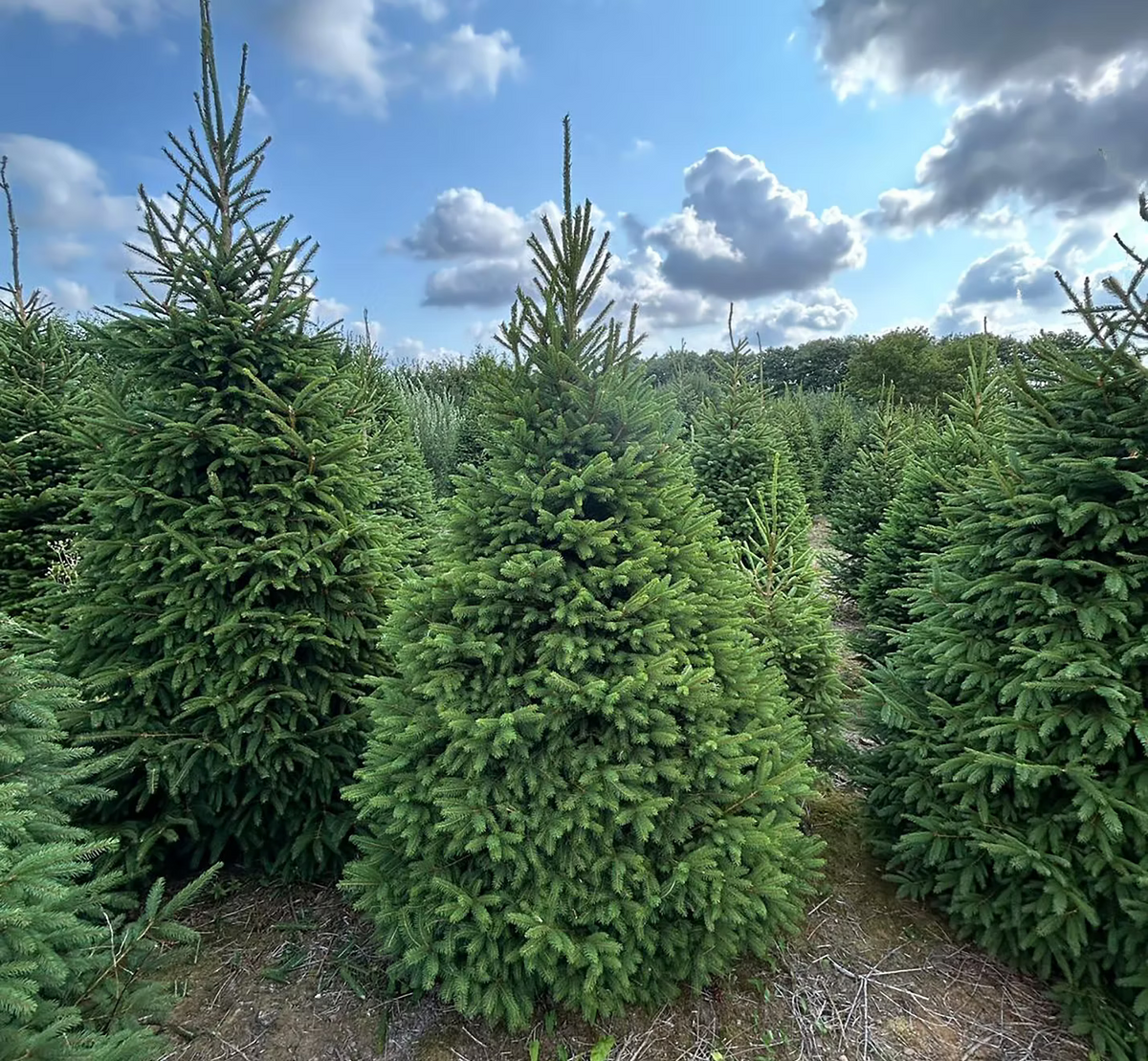 Premium Norway Spruce