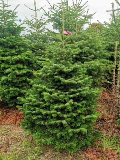 Classic Value Nordmann