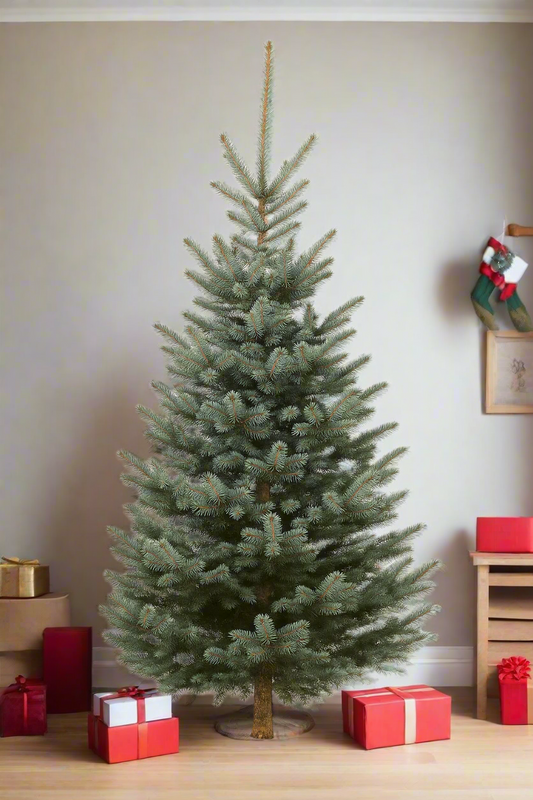Premium Blue Spruce
