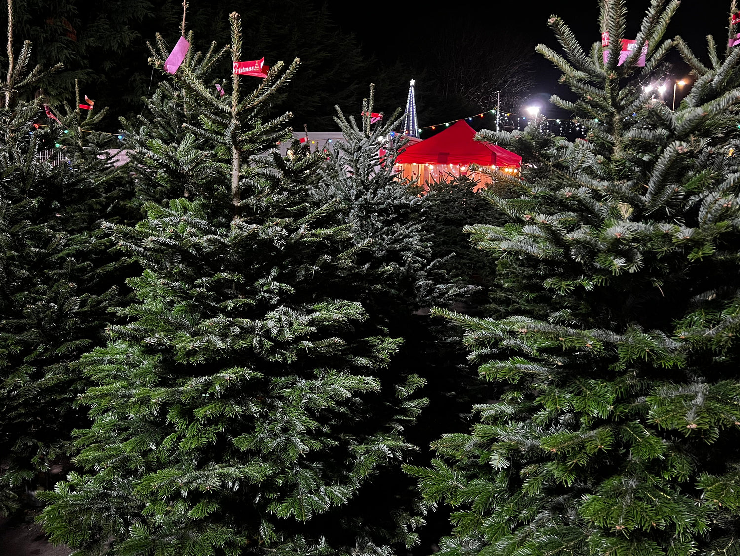 Real Non Drop Xmas Trees 
