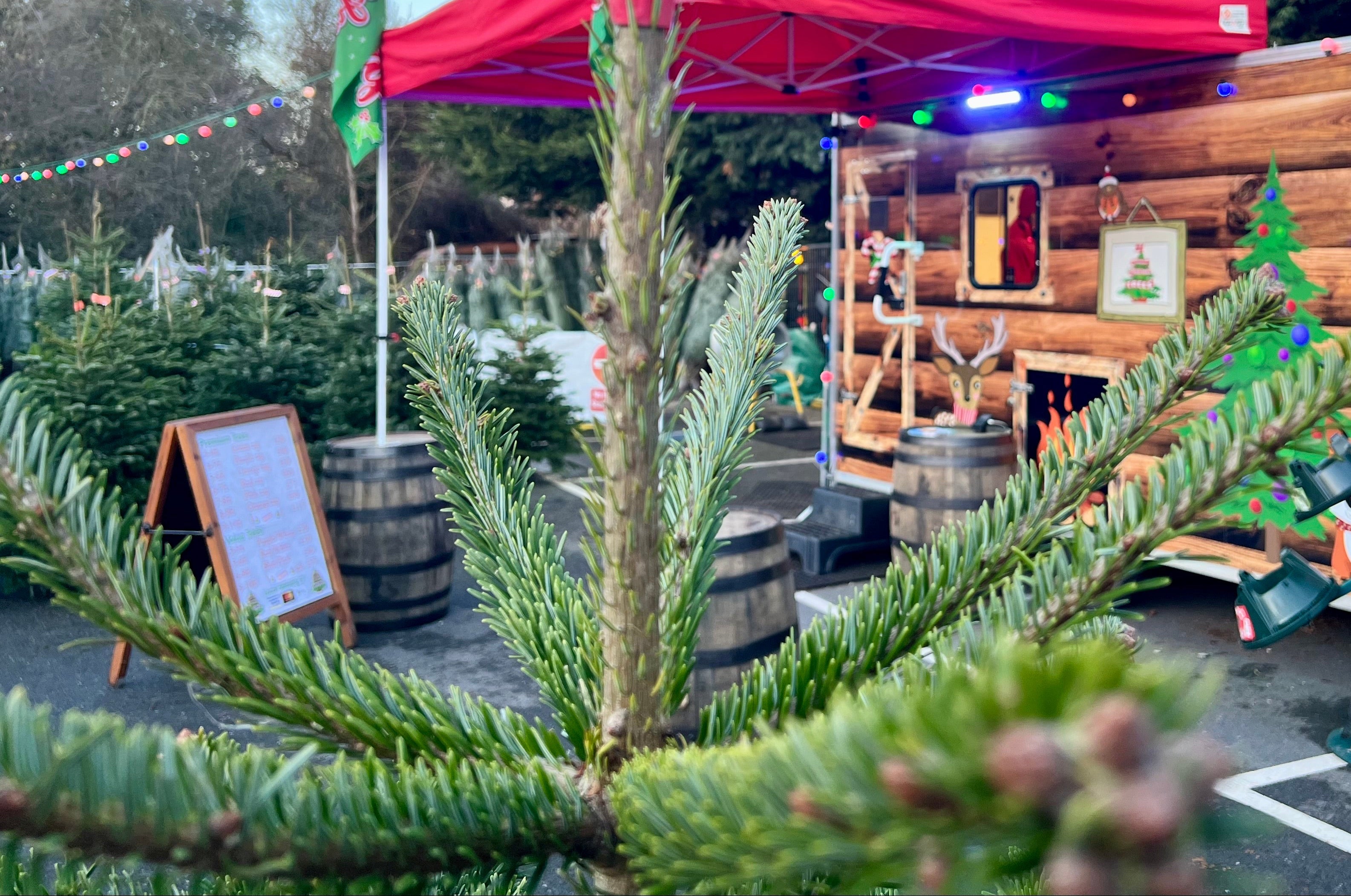 Peterborough Christmas Trees now at Haycock, Wansford