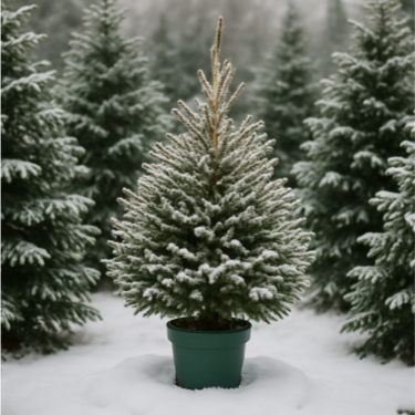 Premium Pot Grown Spruce (with roots)