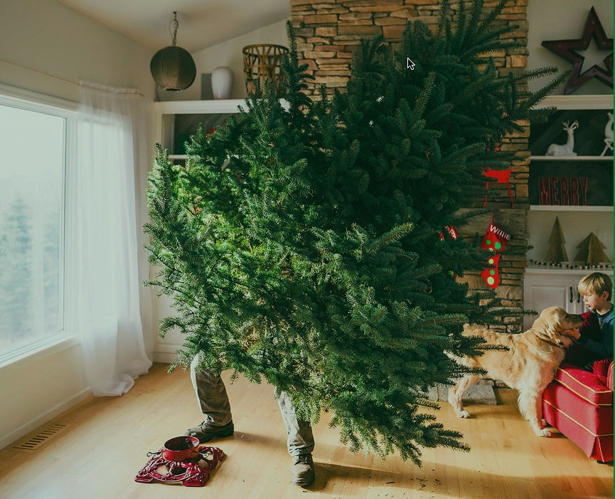 Real Christmas Tree Delivery