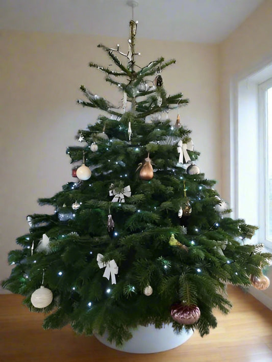 Classic Value Nordmann