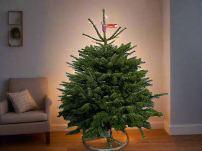 Premium Real Christmas Trees - Peterborough Christmas Trees