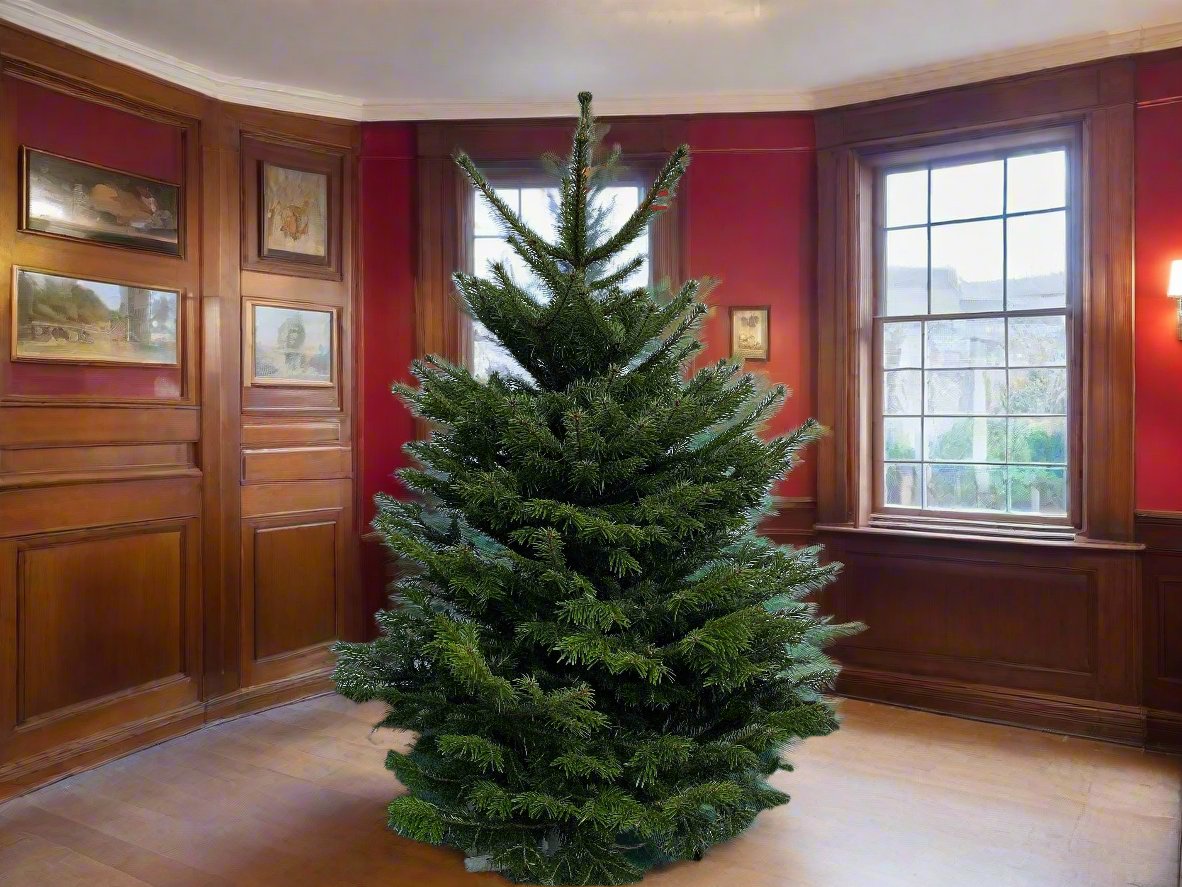 Premium Real Christmas Trees - Peterborough Christmas Trees