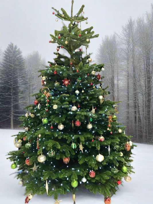 Premium Real Christmas Trees - Peterborough Christmas Trees