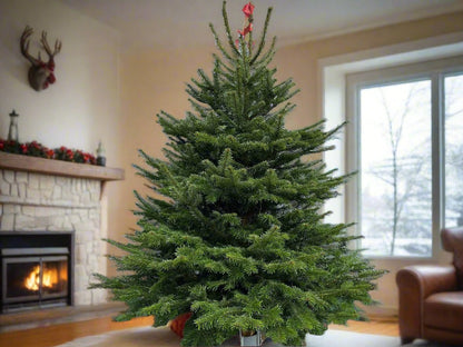Premium Real Christmas Trees - Peterborough Christmas Trees